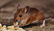 24 Hour & Emergency Exterminators in Allegheny, PA